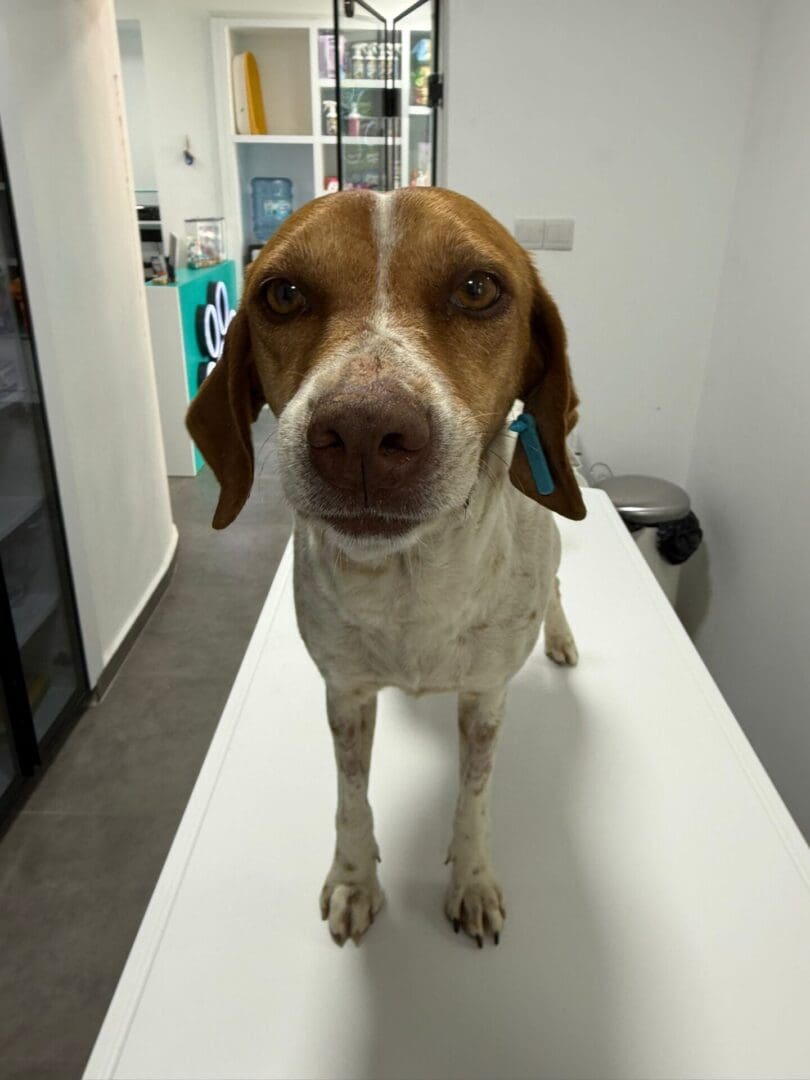 Ginger - Warm and Gentle | Pointer Rescue Service