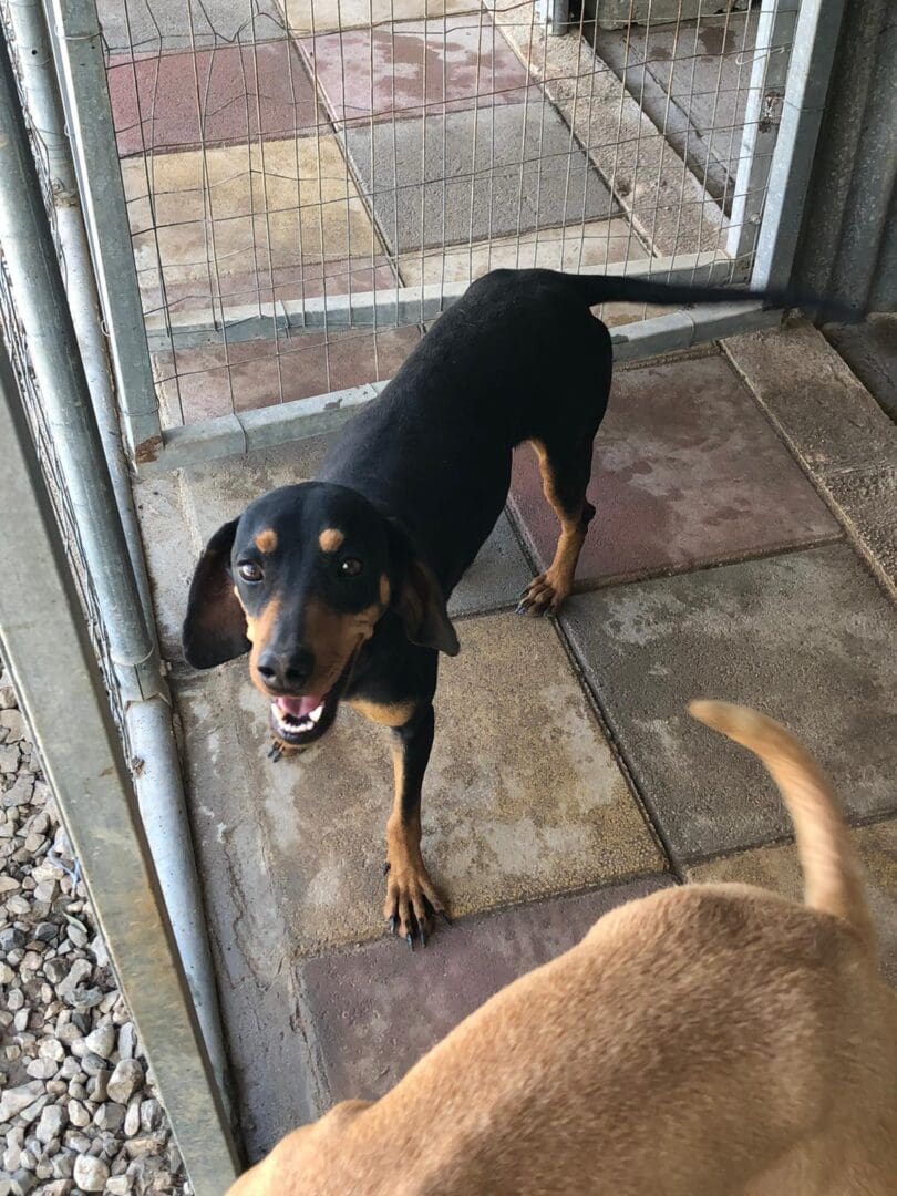 Ivy (Adopted April 2026) | Pointer Rescue Service