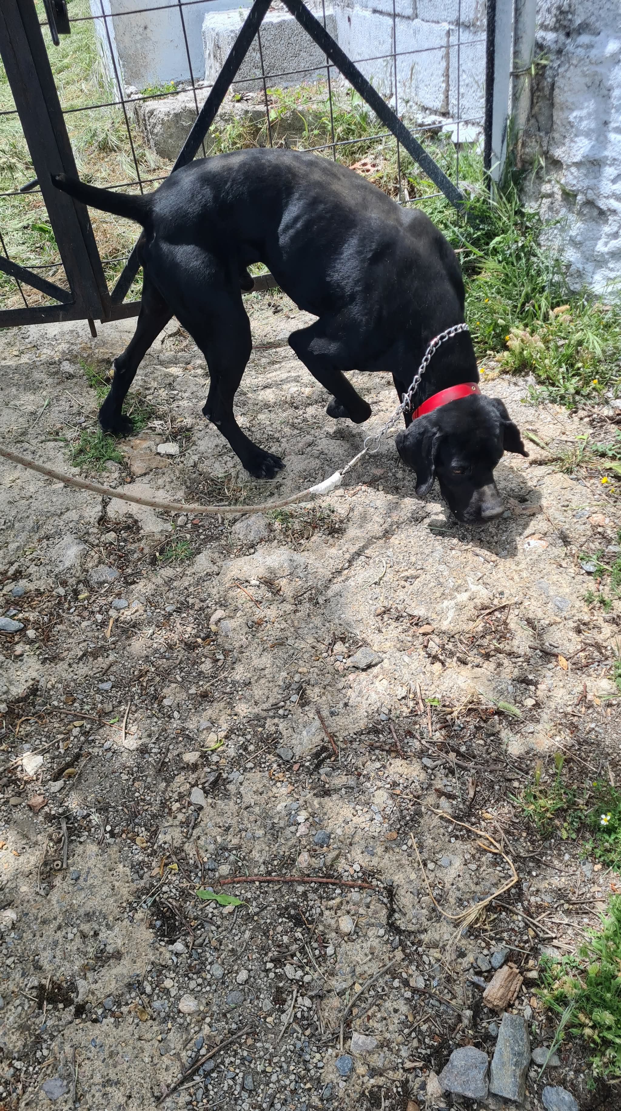 Rolo (adopted July 2026)