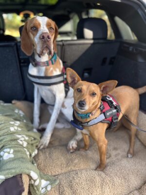 Bella & Dinks